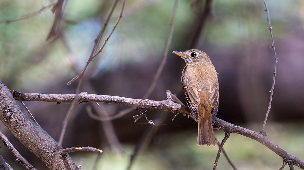 Brown-breasted Flycatcher